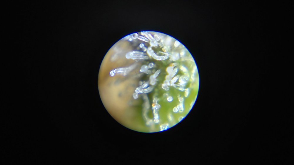 1.thumb.jpg.045b236d8a9aa66a1285bc86c0466211.jpg