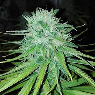 Michoacan Cream