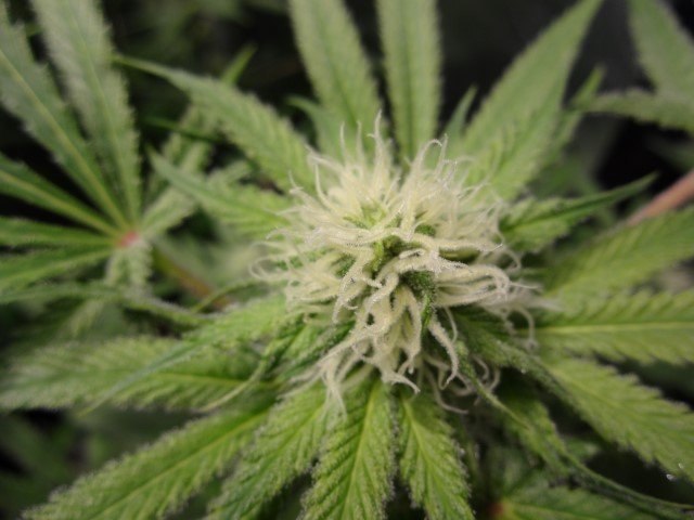 1250787404_plant1rouge2(Small).JPG.4f4d3abb754e15015cd8d930d4cf69cf.JPG
