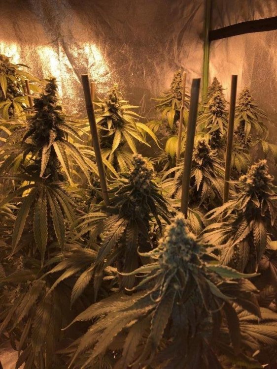 chem og user403701_pic1878794_1535246338.jpg