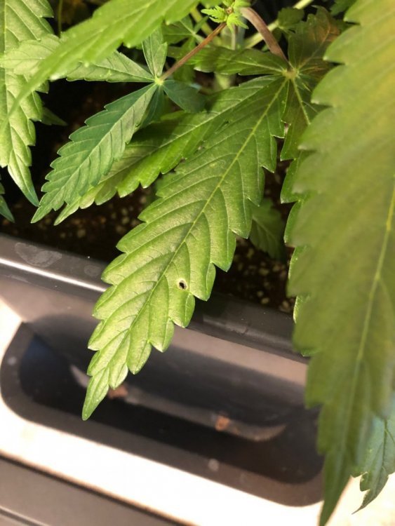 feuilles malades 1.jpeg