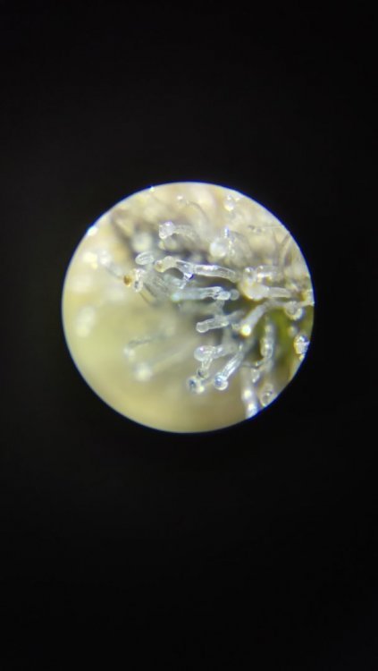 2.thumb.jpg.5ec955857ea923946d334c5b98ce1a46.jpg