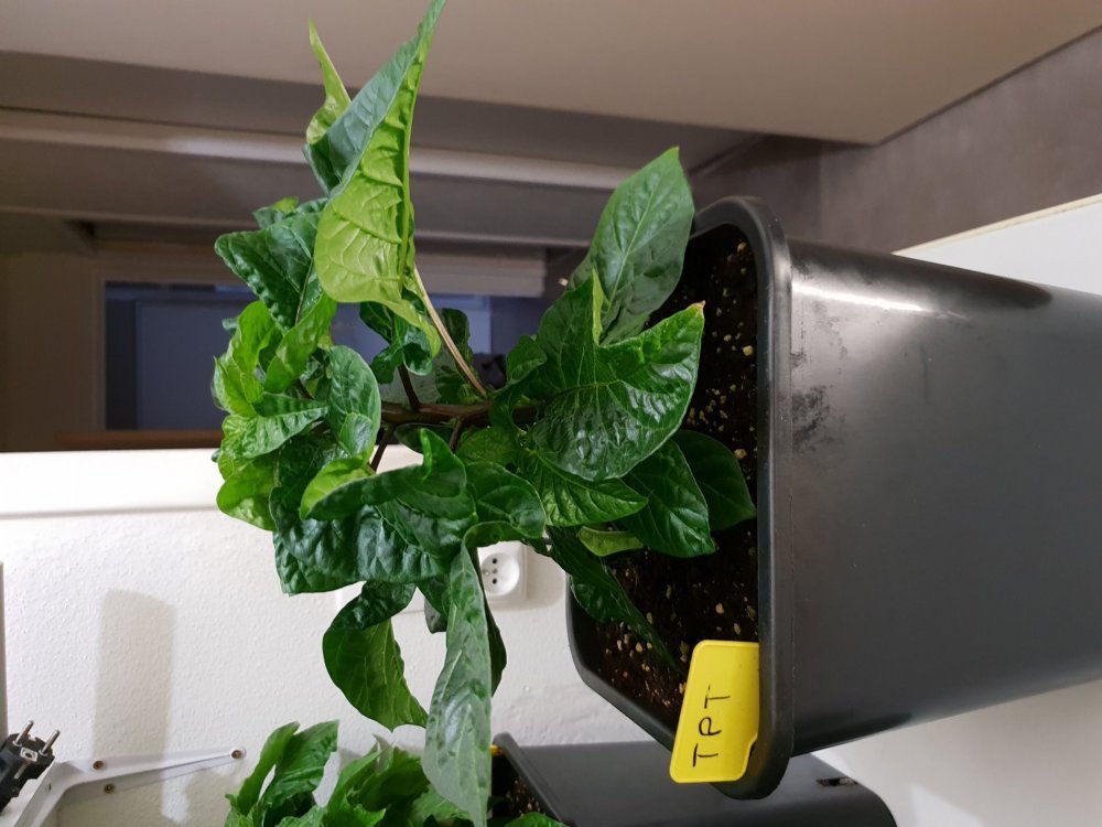 20181014_171954.thumb.jpg.21ee1b945eeac2f8d5c7b7c8ebaea423.jpg