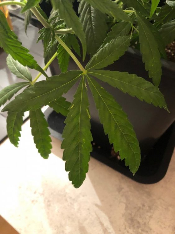 feuilles malades 2.jpeg