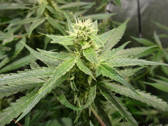 621760391_plant2bleu(Small).JPG.69f0ac17b5a4311b45bdedc0b48a75d7.JPG