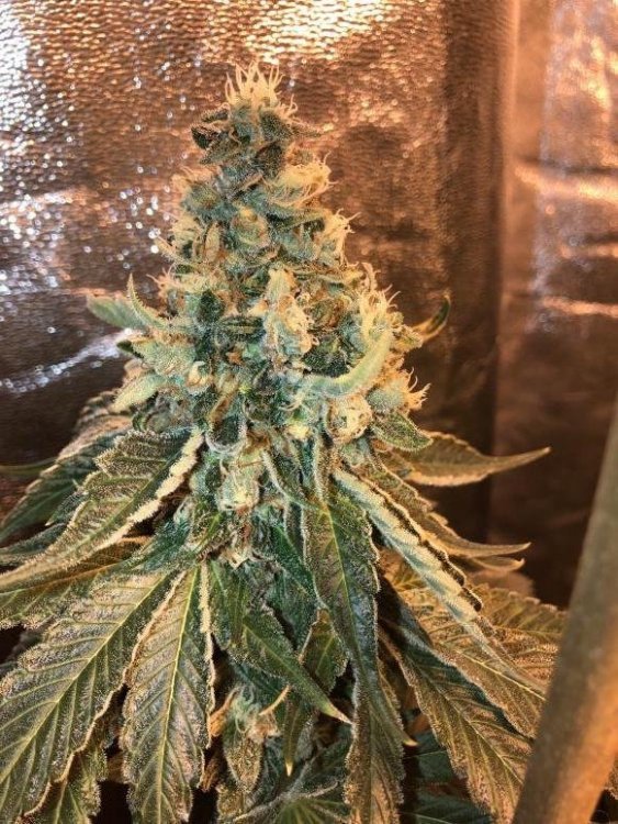 chem og.jpg