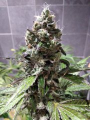 IMG_20181016_230355[1].jpg