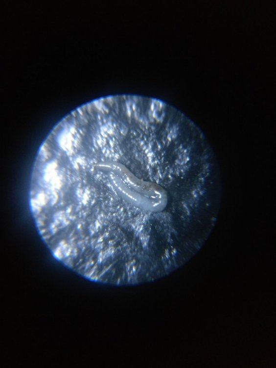 924038755_JDC4Nema(1)(FILEminimizer).thumb.jpg.61d5258c51de39c6887ed3e7d0d2c0b0.jpg
