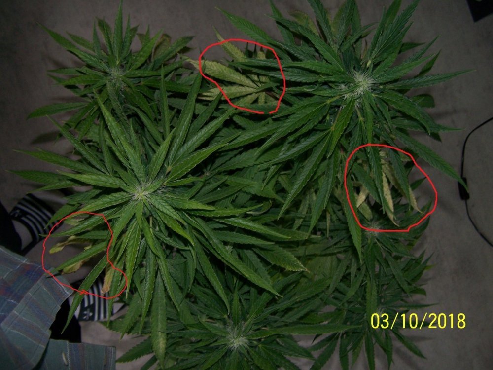plant n2 (3).JPG