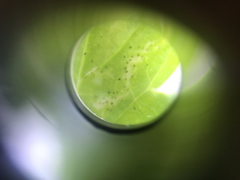 AEE2529D-5E47-4B35-B09C-45CE6460EAD8.jpeg