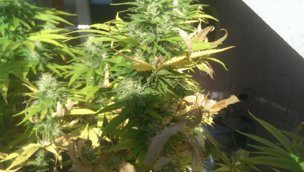 IMAG0530.jpg