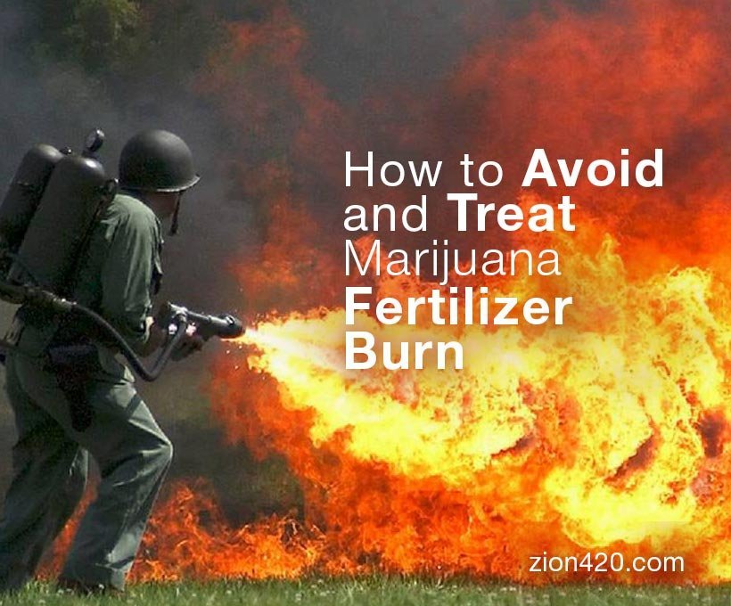 Marijuana-Fertilizer-Burn-Prevention-and-Treatment-Nutrient-Burn-of-Cannabis.jpg