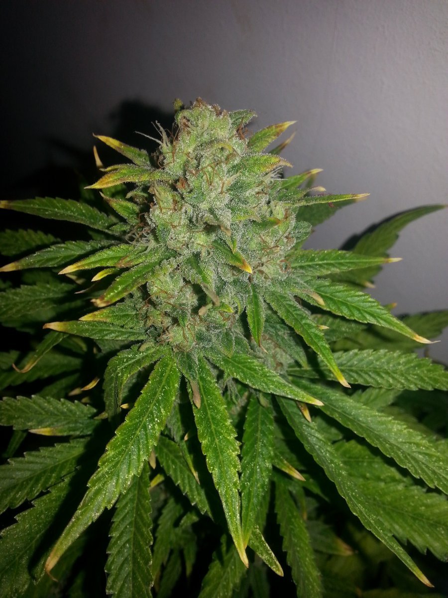 Autoflos de Female Seeds