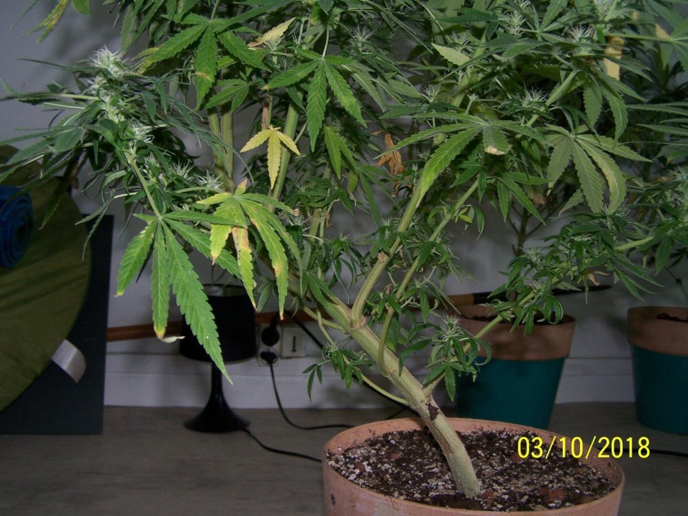 plant_n2.JPG