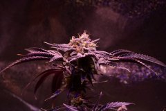 BF Pineapple Chunk III (Medium).JPG