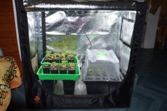 Espace Cro & bouturage.JPG