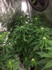 Vanilla Kush FLO+20