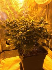 Vanilla Kush FLO+31