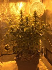 Sage n' Sour FLO+31