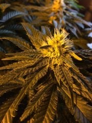 Vanilla Kush FLO+31