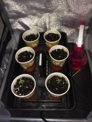 Germination