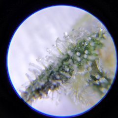 IMG_20181011_185059092~2.jpg
