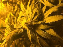 Cheese white widow