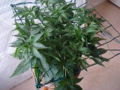 DSC06471.JPG