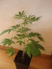 Shiva skunk