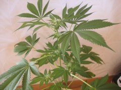 Shiva skunk