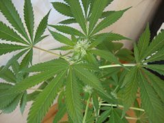 Shiva skunk