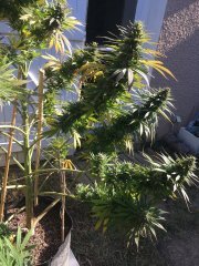 IMG_0686.JPG