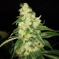 IMG_20181008_193535.jpg