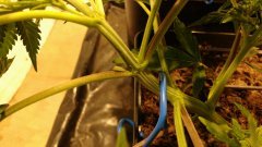 IMG_20181016_180623303_cleaned.jpg
