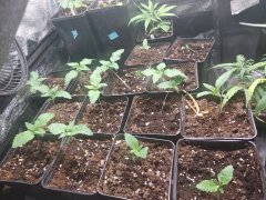 IMG_20181027_002749.jpg