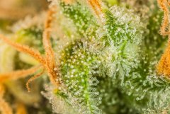 Critical FLO+53