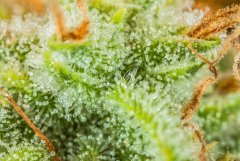 Super Kush #1 FLO+53