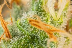Macro&Weed