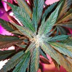 Blackberry auto - Fastbuds