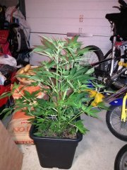 Bigbud auto - WSS