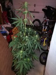 Bigbud auto - WSS