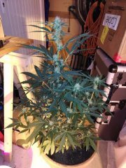 Blackberry auto - Fastbuds
