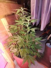 Sweet Nurse auto - Sweet Seeds