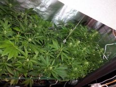run 6 scrog 3