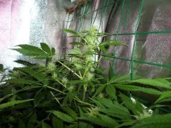 run 6 scrog 3
