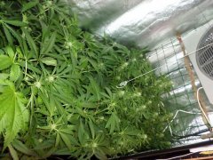 run 6 scrog 3