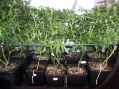 run 6 scrog 3