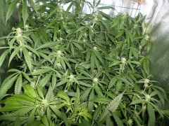 run 6 scrog 3
