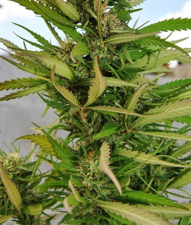 OGF-inbetween-uk420-2018 outdoor OG25aug.jpg