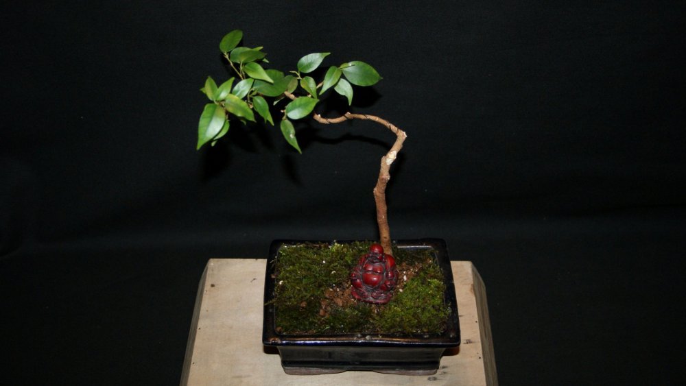 bonsai ficus 1.jpg
